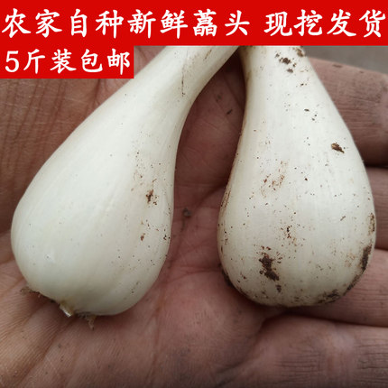 四川新鲜藠头现挖现发藠头农家自种茭头叫头荞头新鲜5斤包邮