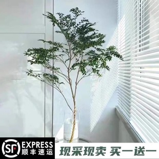 ins风水培美男树马醉木平替室内绿植盆栽鲜切枝懒人好养净化空气