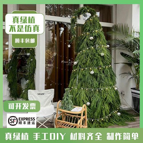 圣诞树歪脖子天竺少女松柏树枝