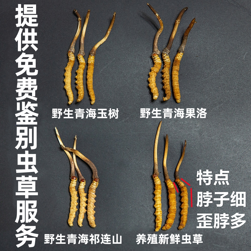 现挖新鲜虫草西藏那曲新鲜冬虫夏草青海玉树源头发货无断草包邮