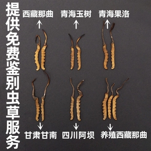 青海玉树前期干虫草无断草礼盒装 正品 野生西藏那曲新鲜冬虫夏草