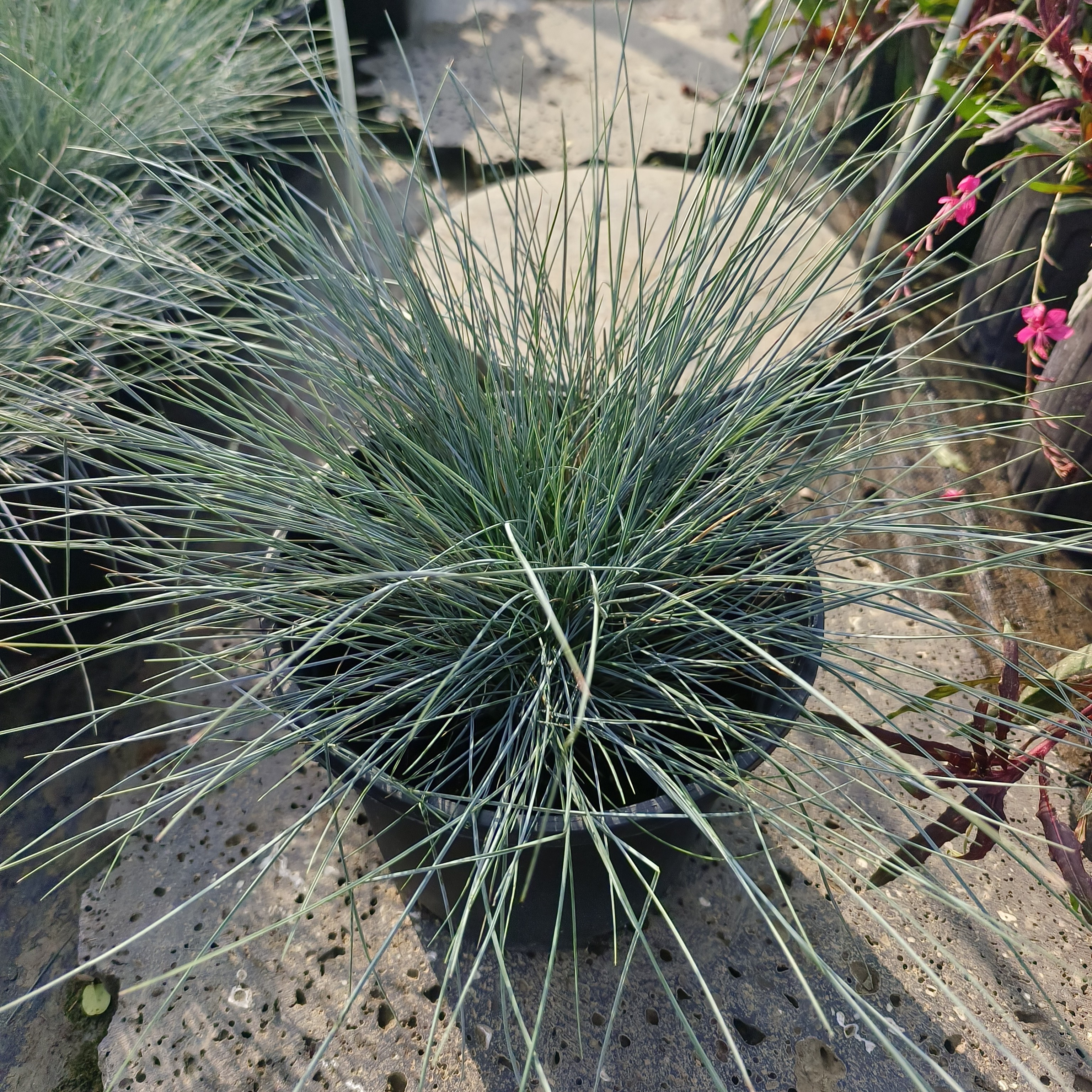 江南花镜庭院花卉植物抗寒四季多年生花园花镜布景冬季易活蓝羊茅