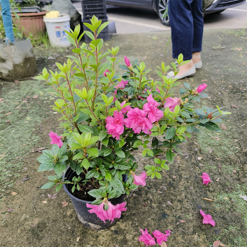 超长花期安酷杜鹃花苗好/阳台庭院户外耐寒多年生南北方植物花卉