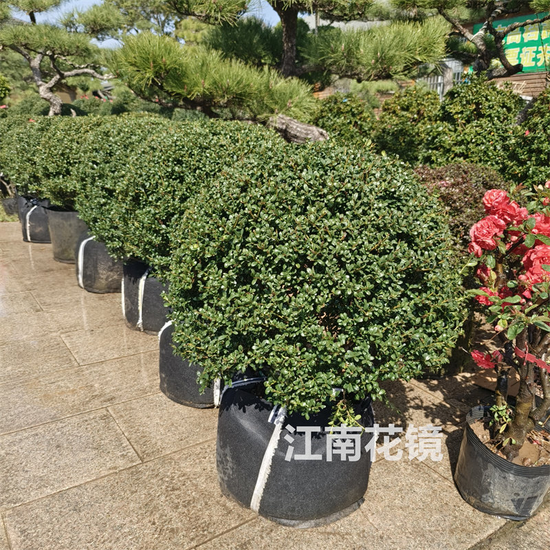 庭院别墅户外花园花境四季绿化球【龟甲冬青】吸甲醛多年生灌木球