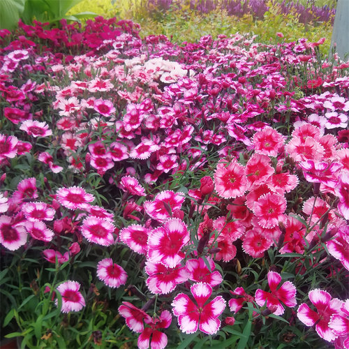 真正美的花卉盆栽户外庭院多年生