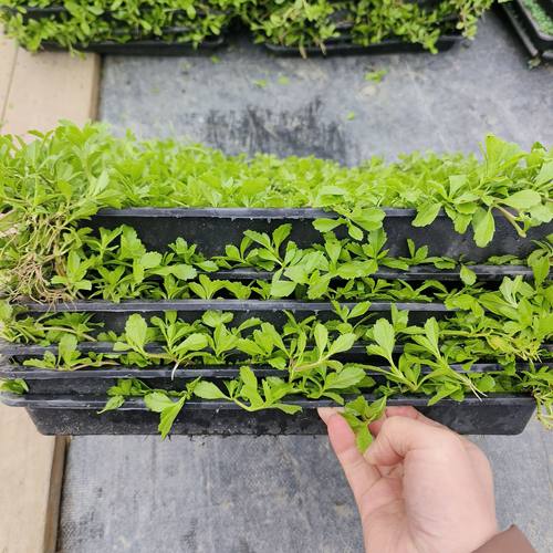 姬岩垂草四季地被植物