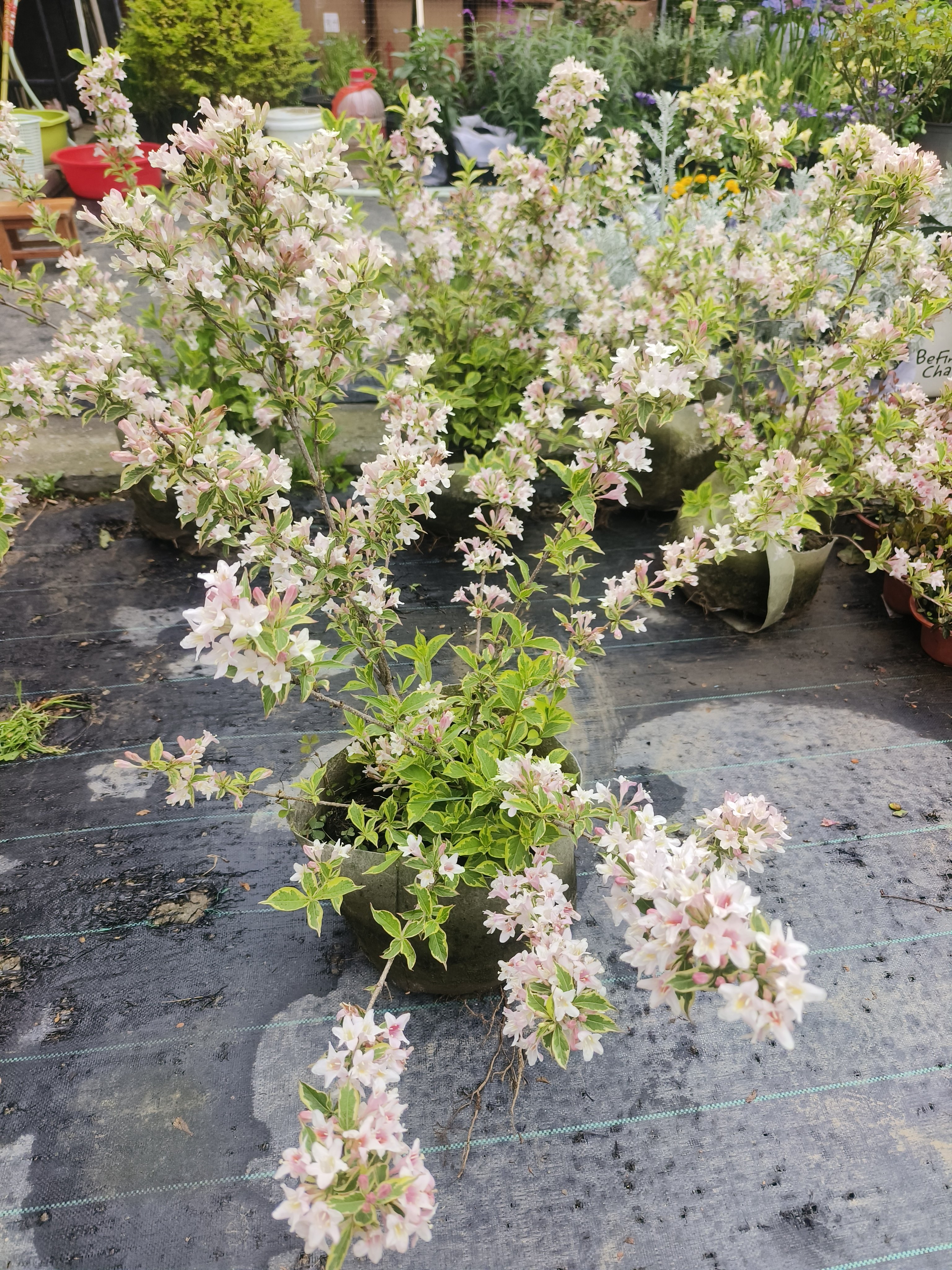 花叶锦带红王子锦带灌木多年生户外花镜花卉植物盆栽苗