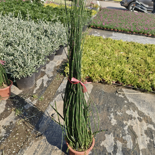 净化 户外水生水养土种两生植物池塘四季 溪边花园湿地花卉木贼