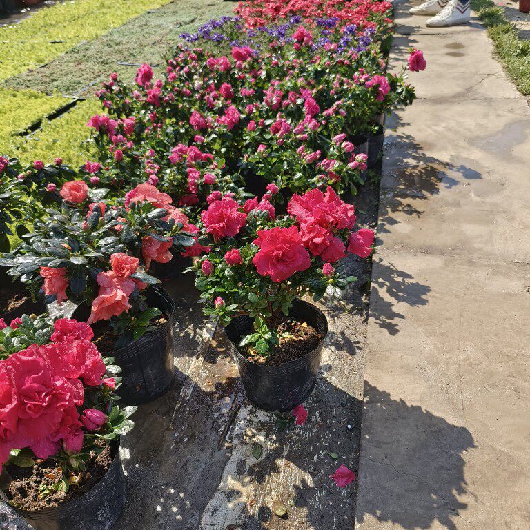 2023西洋鹃杜鹃耐阴常年四季室内客厅阳台庭院户外映山红