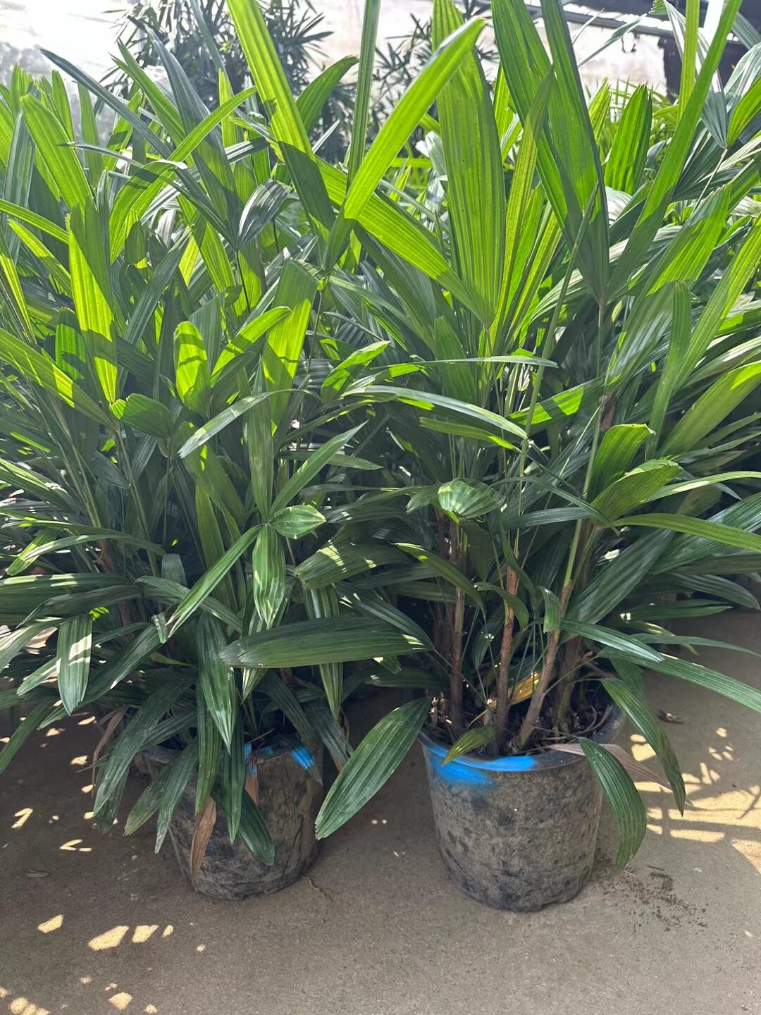 金山棕棕竹多年生庭院花镜花园植物好活易种耐寒耐热