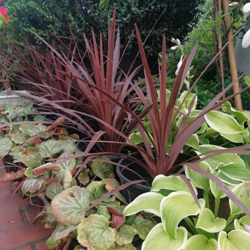 实拍朱焦【江南花镜】花镜植物多年生户外室外花园绿化庭院