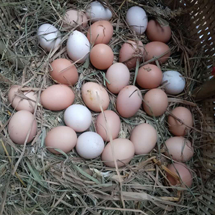 正宗四川农村土鸡蛋草鸡蛋汶川跑山鸡蛋散养走地鸡蛋30枚包邮