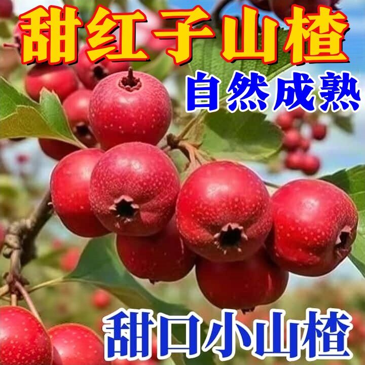 【正宗沂蒙山甜红子小山楂】甜红子小山楂开味红果炒糖雪球专用