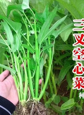 三叉空心菜种子通心菜种籽四季高产阳台盆栽大叶青菜籽种蔬菜种孑