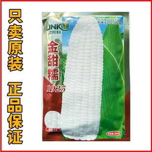 金甜糯1925甜糯玉米种子 国审大棒软糯香甜皮薄无渣鲜食玉米种子
