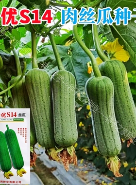 早优S14短棒丝瓜种子早熟蔬菜种子大田 绿色披白霜高产耐寒10克