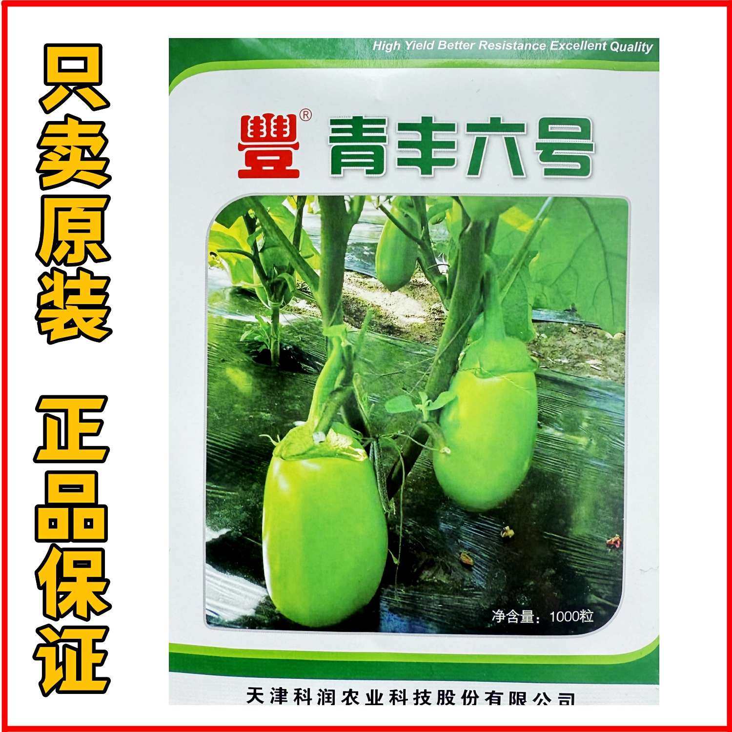 青丰六号西安绿茄绿罐茄种子