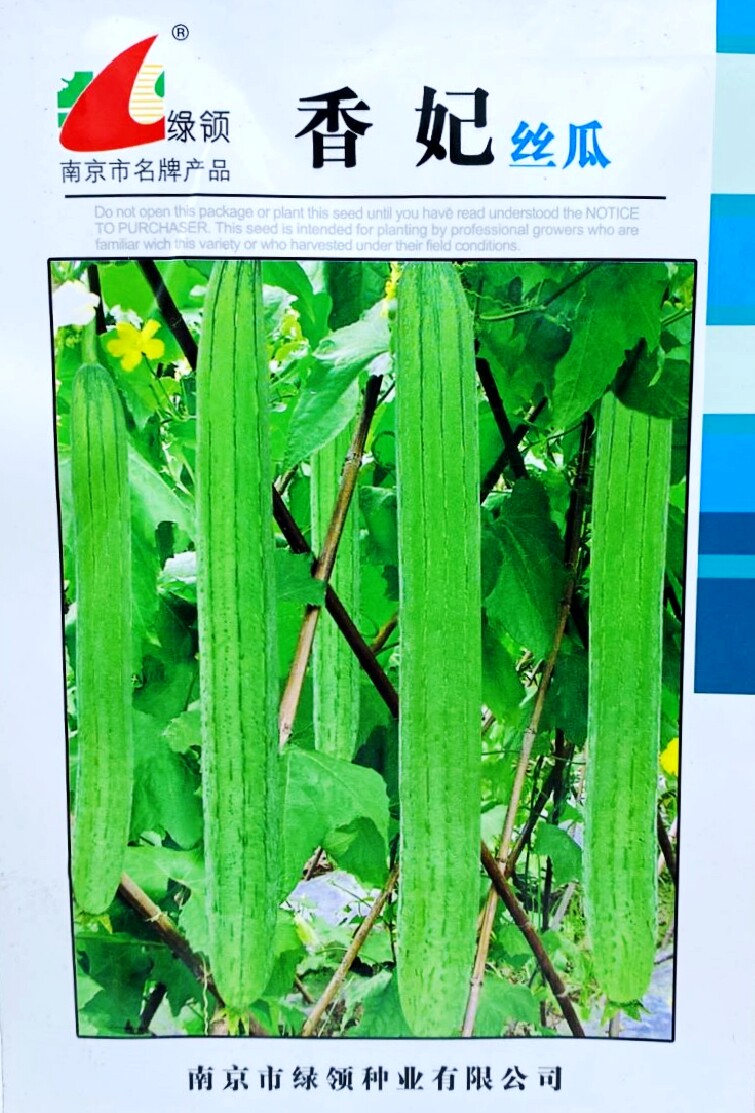 香妃长香丝瓜种子高产早熟种子四季南方北方丝瓜籽易成活蔬菜种子