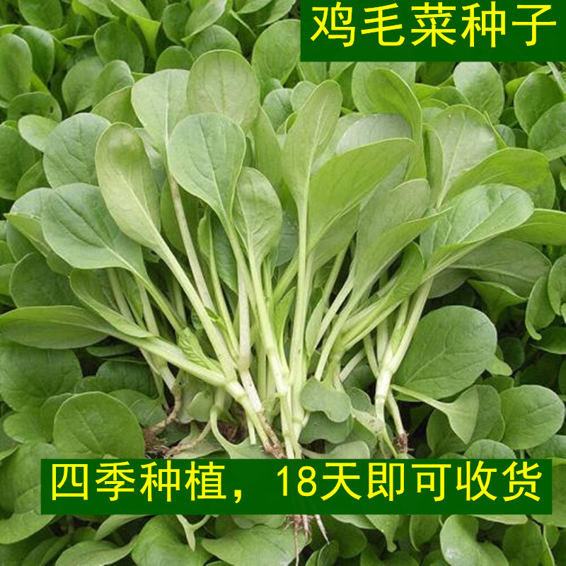 鸡毛菜种子 18天可吃四季小白菜青菜油菜种籽 阳台盆栽蔬菜蔬莱孑