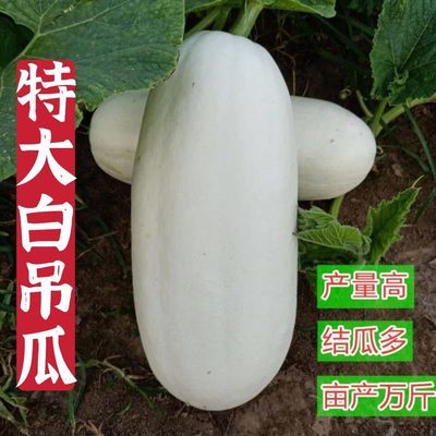 特大吊瓜种子白皮南瓜