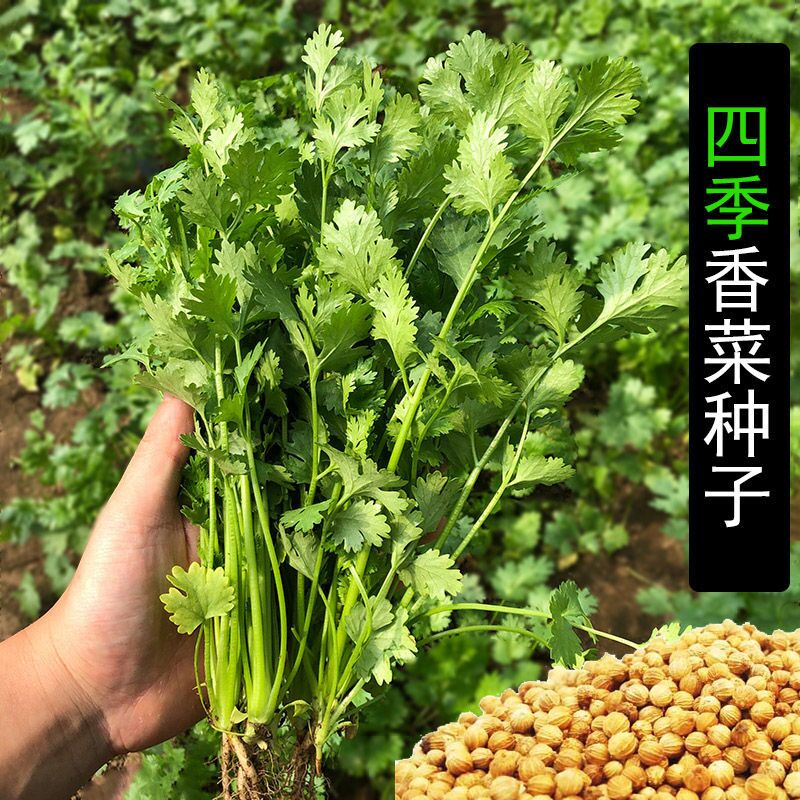 四季香菜籽种大全大叶芫荽种子农家盆栽苗阳台食用蔬菜香菜籽种孑