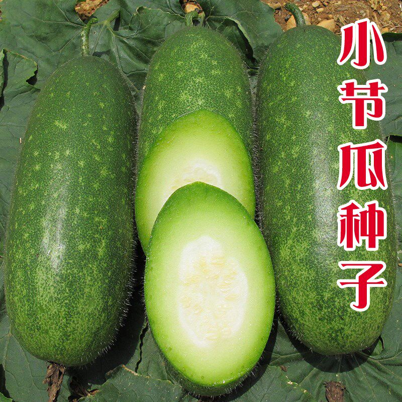 四季嫩绿小冬瓜早绿种子小节瓜四季种籽高产阳台庭院迷你爬藤易种