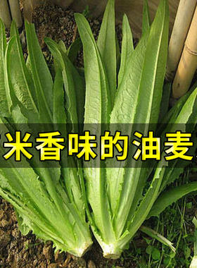 高产油麦菜种子种籽青菜冬季阳台菜籽孑菜种四季籽种秋冬蔬菜莱