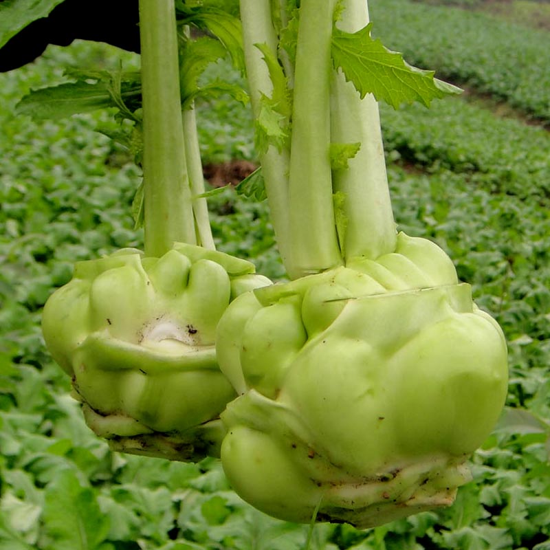 榨菜种子青菜头种籽四川特大光头菜芥菜四季蔬菜种籽孑芥菜种籽种