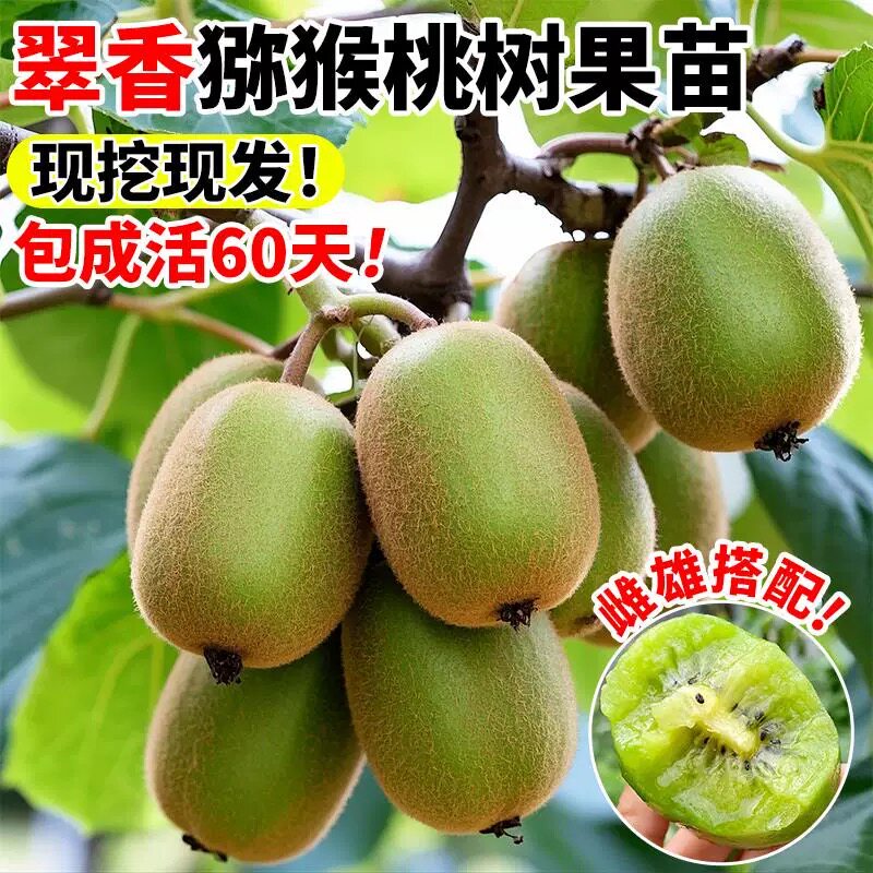 翠香猕猴桃树果苗公母同株带土嫁接苗南北方种植猕猴桃苗当年结果图片
