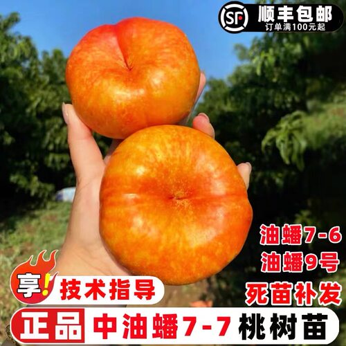 蟠桃树果苗嫁接中油蟠7-7彩虹油蟠桃苗中油蟠9号桃树果苗7-6蟠桃