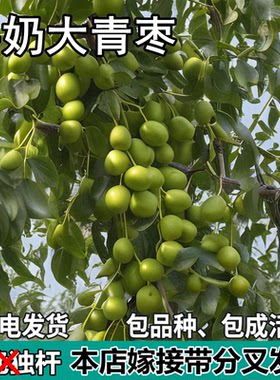 台湾牛奶大青枣苗树南北方庭院地栽特大枣子果树盆栽嫁接当年结果