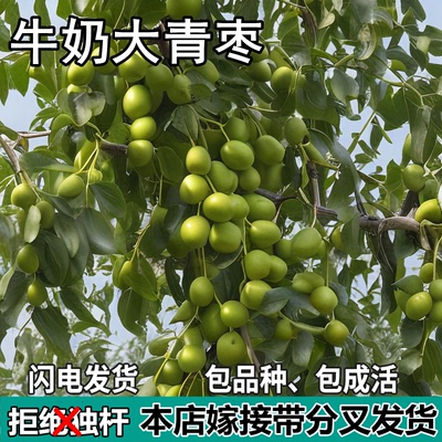 台湾牛奶大青枣苗树南北方庭院地栽特大枣子果树盆栽嫁接当年结果