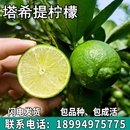 结果 塔希提无籽柠檬树苗绿植盆栽地栽庭院青柠檬苗树食用植物四季