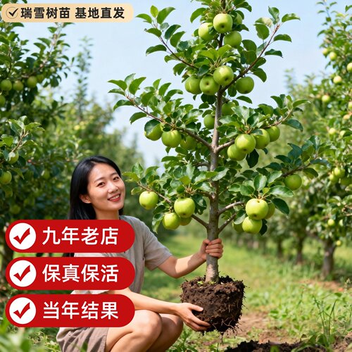 云南昭通瑞雪苹果树苗晚熟青苹果苗新品种纯甜脆甜多汁苹果树果苗