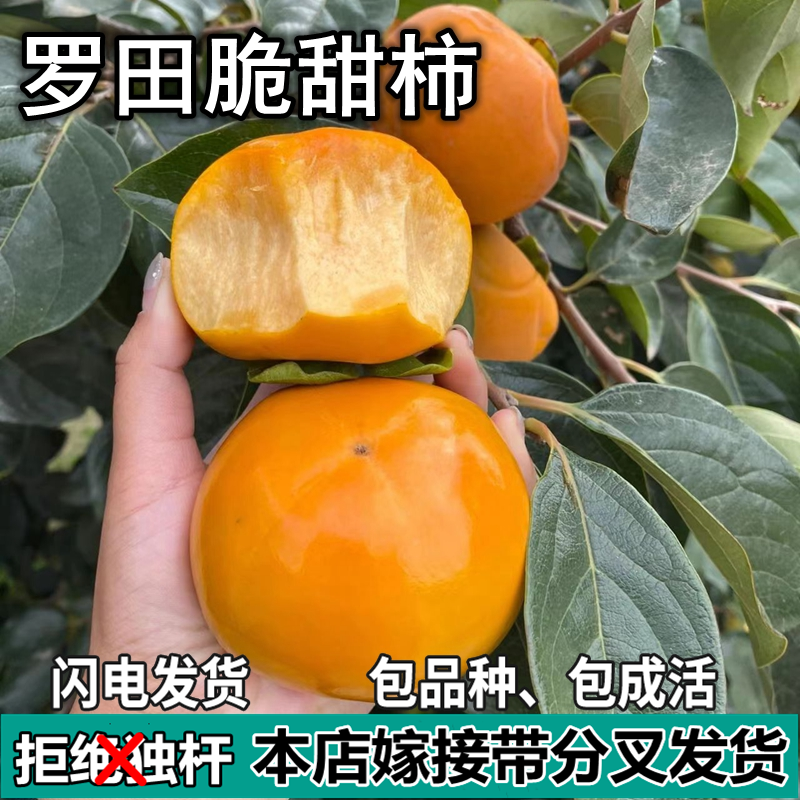 罗田甜柿子树苗南北方庭院地栽盆栽种植嫁接甜柿子果树苗当年结果