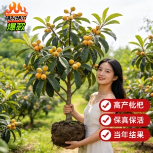 白玉枇杷树果苗盆栽云霄白沙大五星矮化枇杷杯苗大果带土嫁接苗