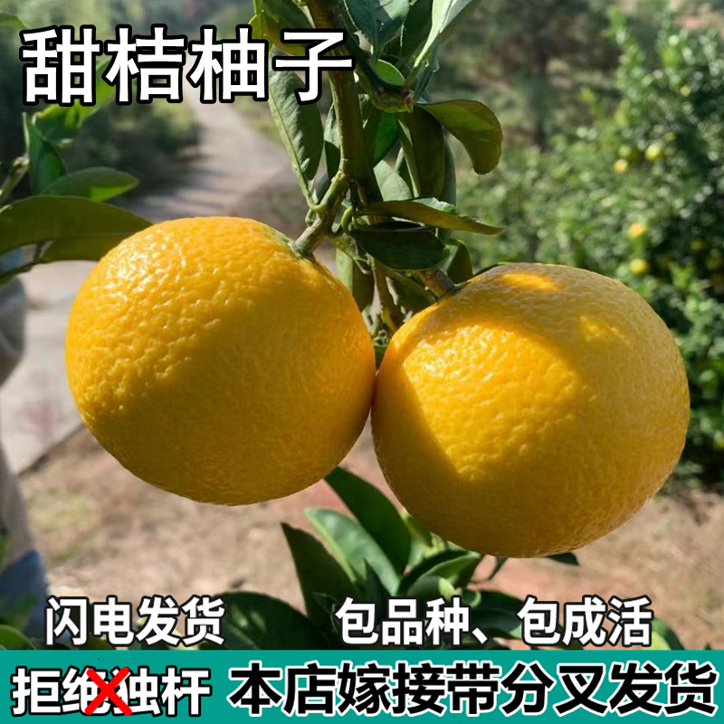 甜桔柚苗树南北方庭院盆栽柚子地栽嫁接特大甜橘柚果树苗当年结果