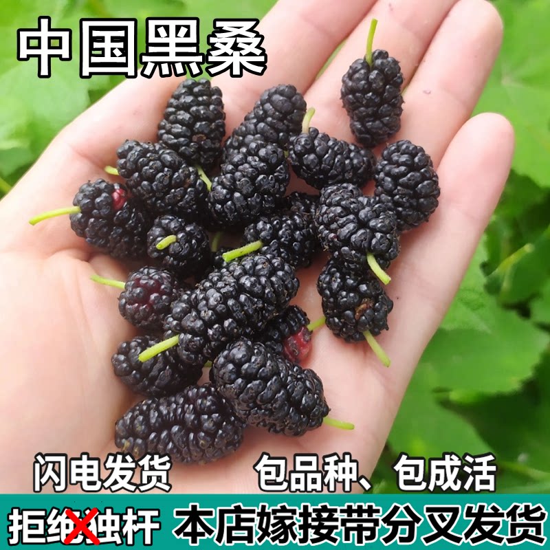 中国黑桑葚树苗南北方盆栽地栽种植活苗特大嫁接桑葚树苗当年结果