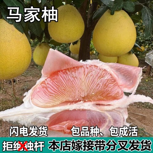马家柚苗树南北方庭院特大果树苗盆栽嫁接红心柚子果树苗当年结果