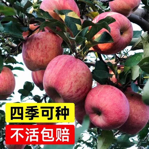 红富士苹果树冰糖心果苗庭院矮化盆栽正宗南北方庭院种植当年结果
