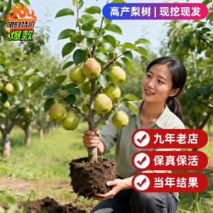 梨树果苗盆栽地栽秋月梨嫁接南方北方种植当年结果梨树苗果树果苗