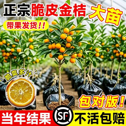 正宗脆皮金桔树树苗盆栽带果橘子树水果树果苗耐寒南北方四季种植
