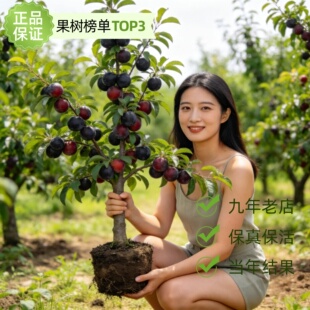 黑布林大李子树苗南方北方地栽果树盆栽嫁接甜脆脱骨早熟当年结果