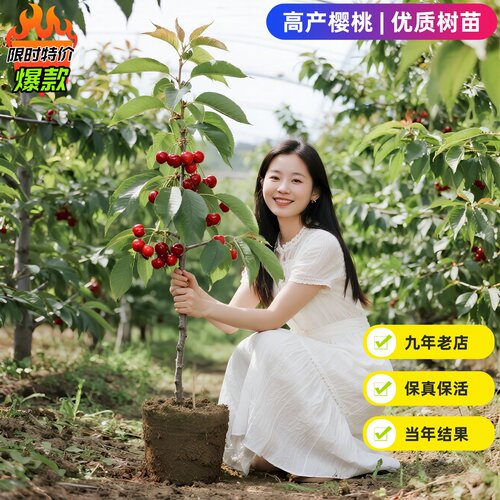 正宗特大嫁接樱桃树苖车厘子红妃