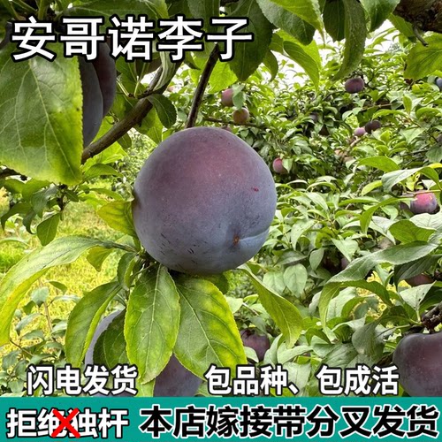 安哥诺李子果树苗南北方地栽庭院阳台盆栽种植特大嫁接苗当年结果