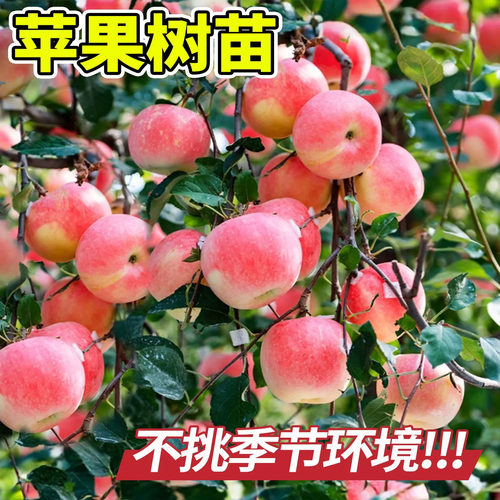 红富士苹果树苗嫁接大果树苗南北方四季种植庭院地栽盆栽当年结果