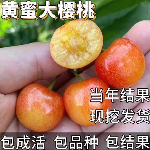黄蜜樱桃苗南北方耐寒大樱桃树盆栽嫁接矮化车厘子树苗当年结果