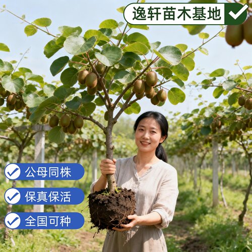 猕猴桃树果苗红心软枣猕猴桃苗徐香嫁接南北方种植庭院水果树果苗