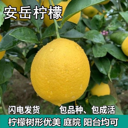 安岳柠檬树苗大果绿植盆栽地栽室内阳台庭院无籽食用柠檬四季结果
