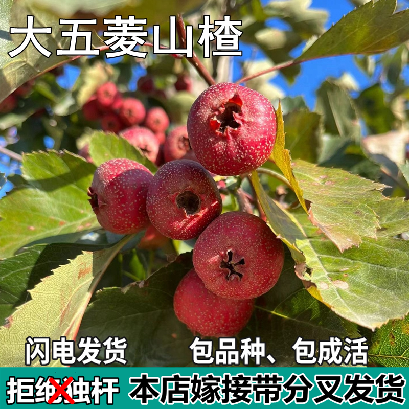 大五菱山楂树活苗南北方庭院地栽种植特大果嫁接树苗盆栽当年结果